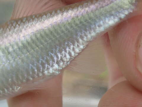 Image of Steelcolor Shiner