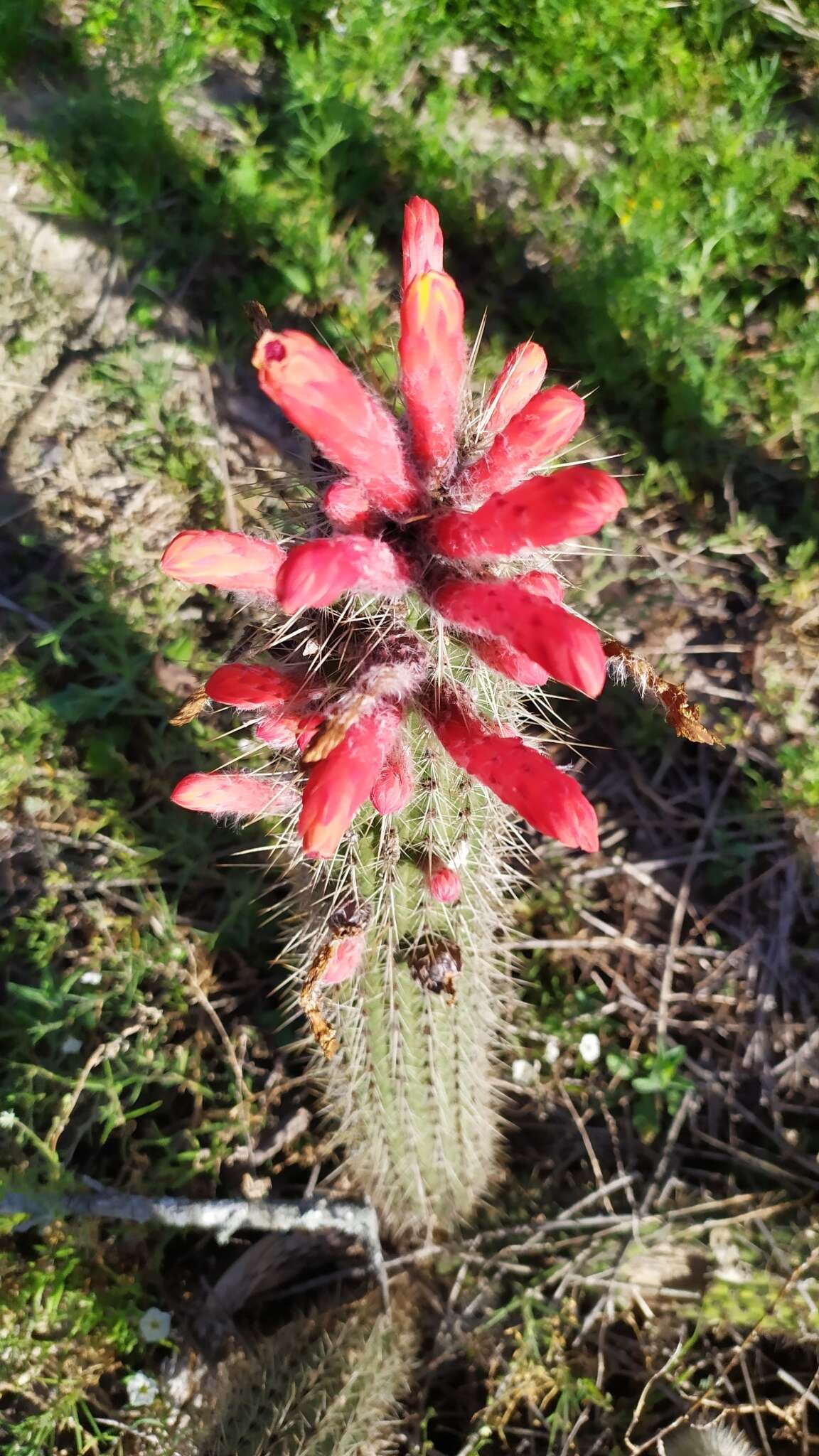 Image of Cleistocactus baumannii (Lem.) Lem.