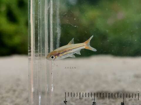 Image of Southeast Asian yellowtail rasbora