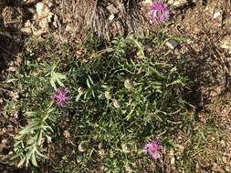 Centaurea scabiosa subsp. scabiosa的圖片