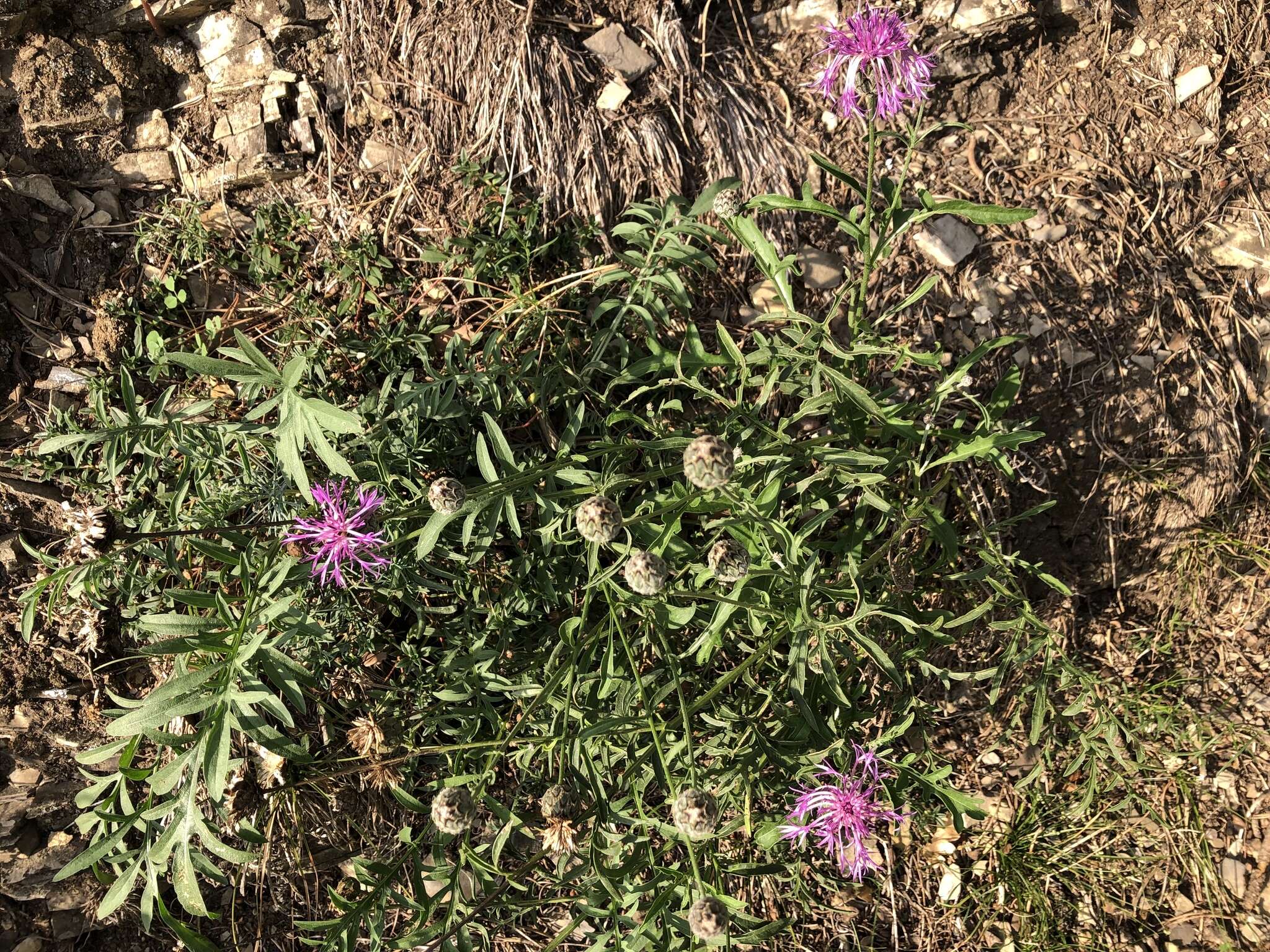 صورة Centaurea scabiosa subsp. scabiosa