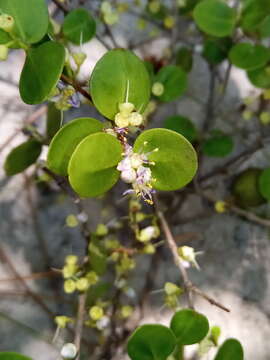 Image of Memecylon boinense H. Perrier