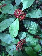 Image of Psychotria limonensis K. Krause