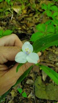 Tradescantia ozarkana E. S. Anderson & Woodson的圖片