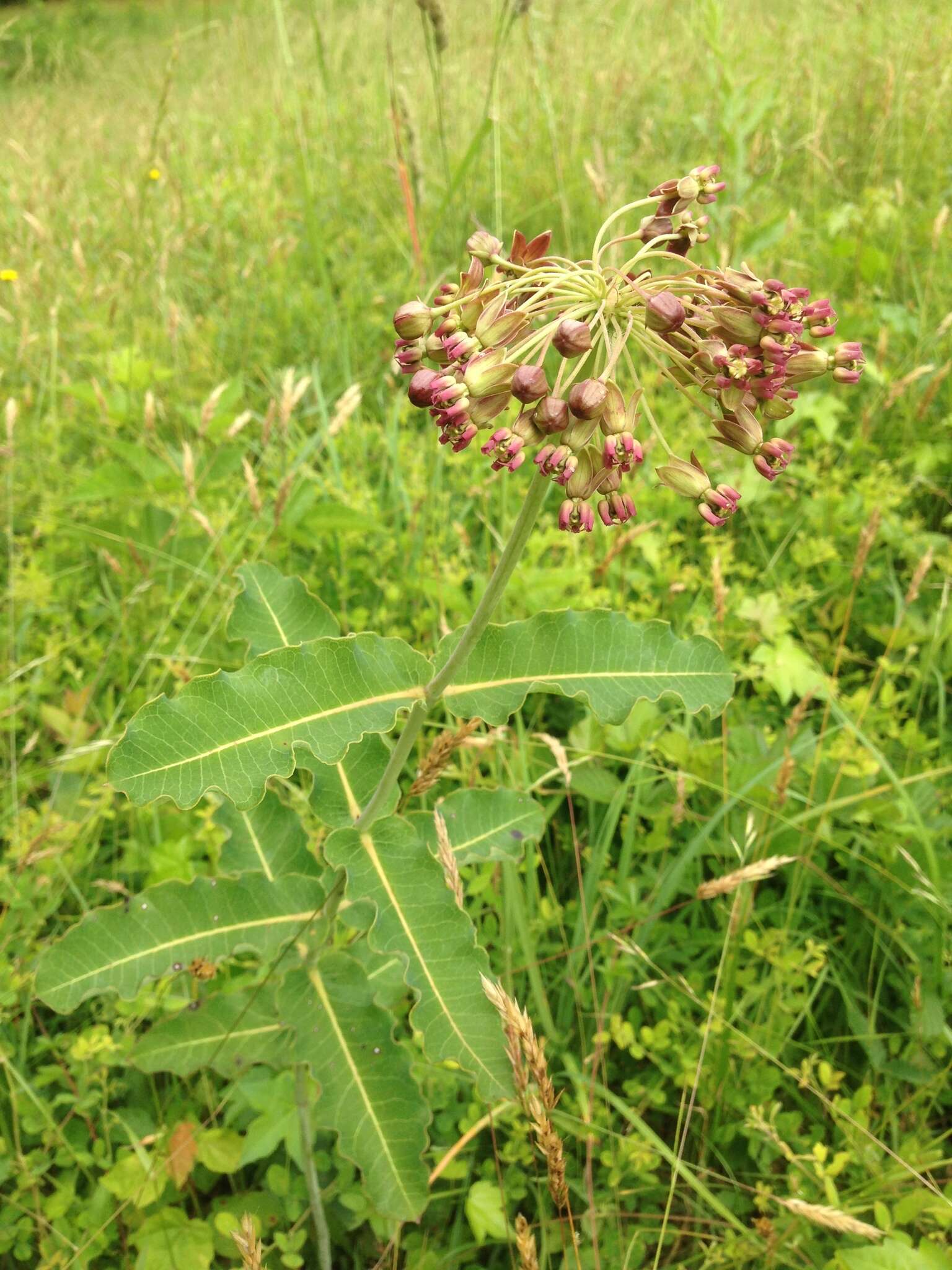 Imagem de Asclepias amplexicaulis Sm.