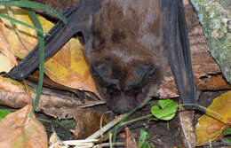 Image of dwarf bonneted bat