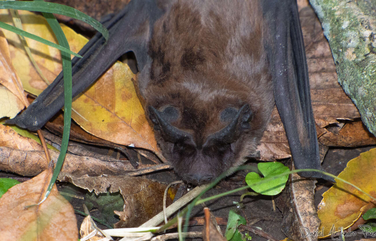 Image de Dwarf bonneted bat