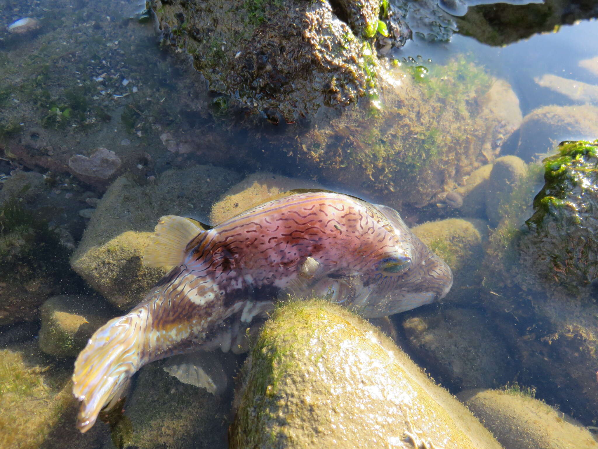 Image of Brown-lined Puffer