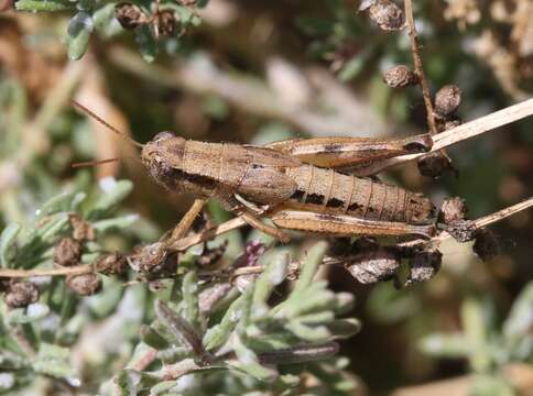 Слика од Melanoplus gracilipes Scudder & S. H. 1897