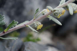 Artemisia umbelliformis subsp. eriantha (Ten.) J. Vallès Xirau & M. Oliva Brañas的圖片