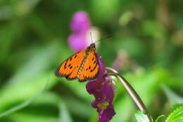 Image of Acraea zitja Boisduval 1833