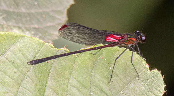 Image of Hetaerina capitalis Selys 1873