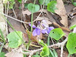 Imagem de Viola alba subsp. dehnhardtii (Ten.) W. Becker