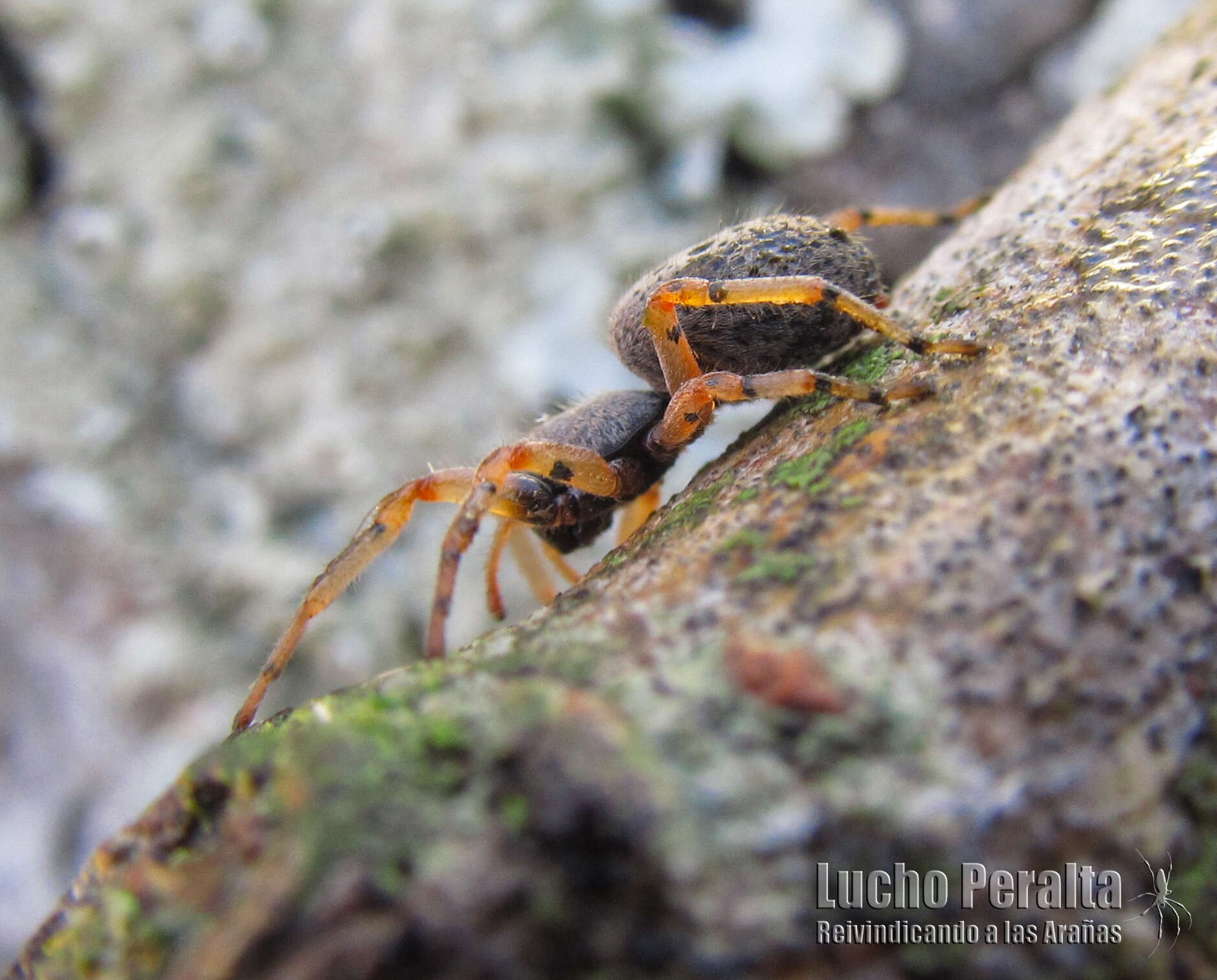 Sivun Trachelopachys cingulipes (Simon 1886) kuva