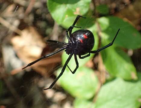 Latrodectus variolus Walckenaer 1837的圖片