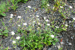 Слика од Cerastium multiflorum C. A. Mey.