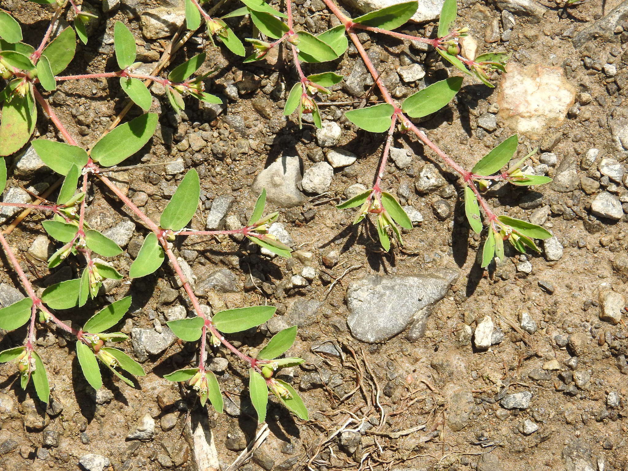 Image de Euphorbia vermiculata Raf.