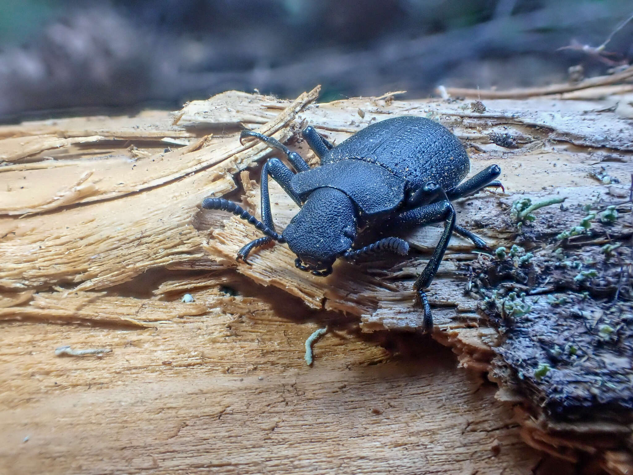 Слика од Iphthiminus serratus (Mannerheim 1843)