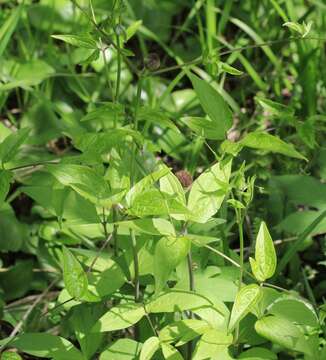 Image of Clematis fusca Turcz.