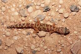 Image of White-spotted Ground Gecko WA