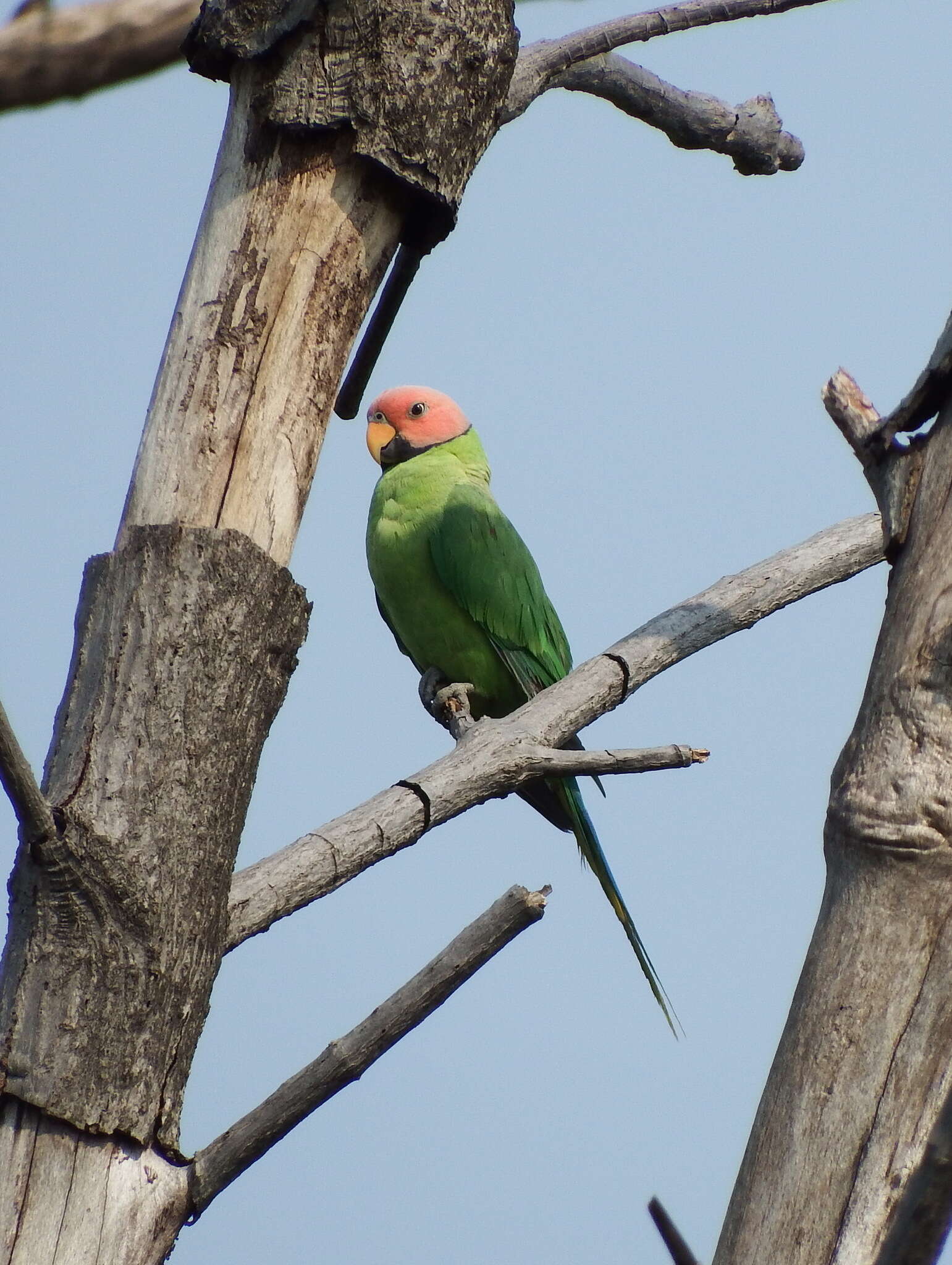 Image of Blossom-headed Parakeet