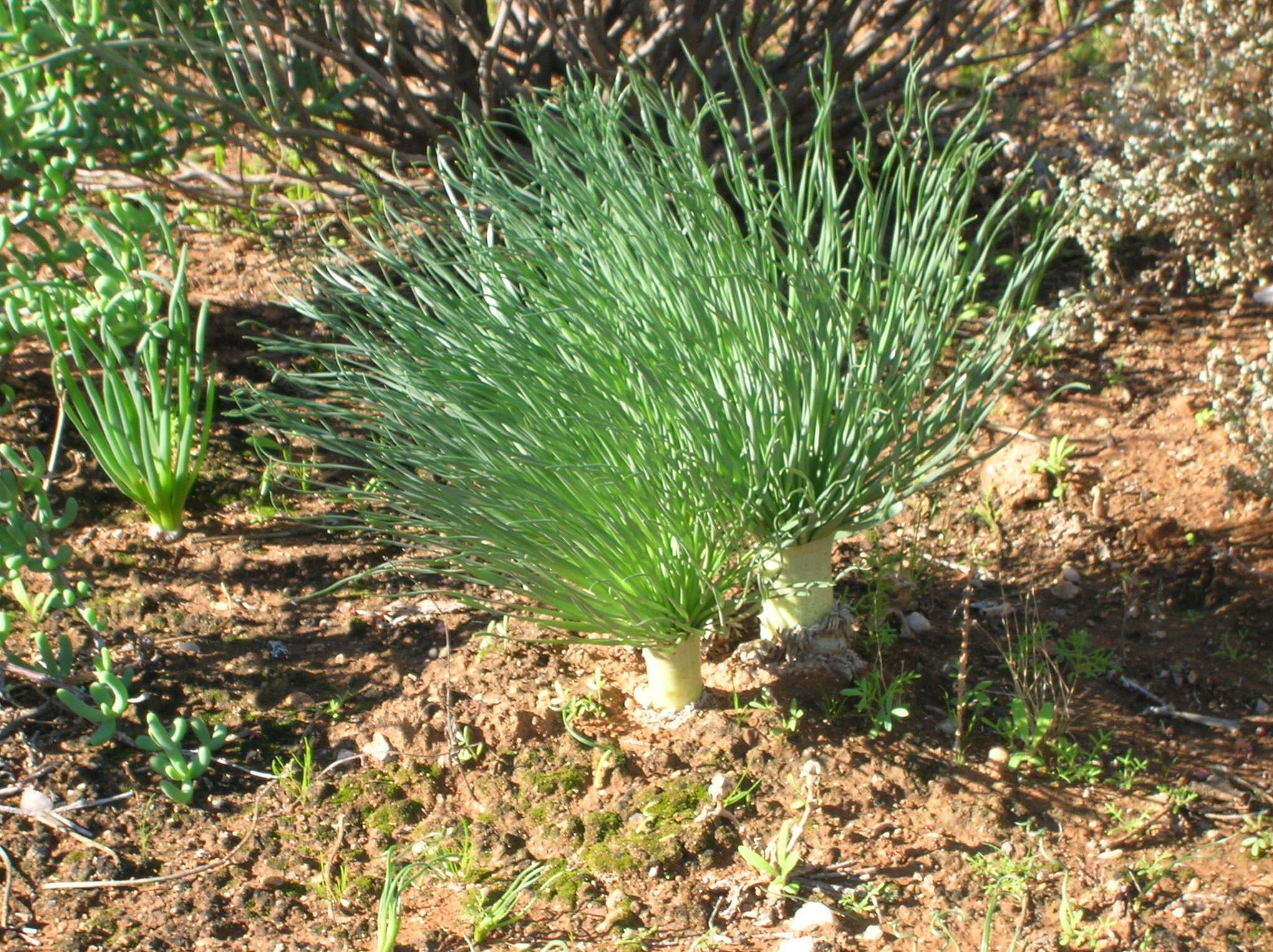 Image de Gethyllis grandiflora L. Bolus