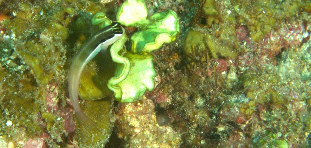 Image of Banda coralblenny