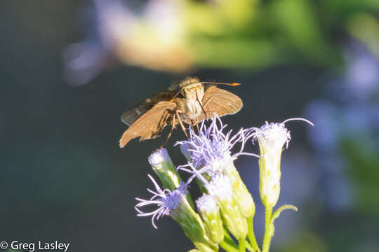 Image of Hecebolus skipper