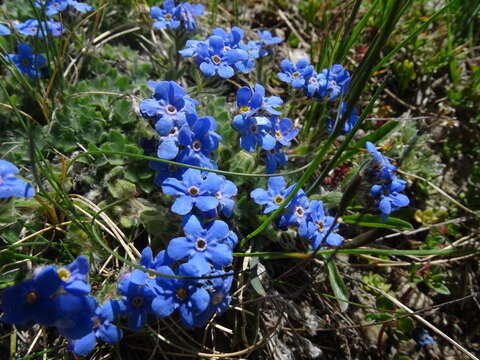 صورة Eritrichium nanum (L.) Gaudin