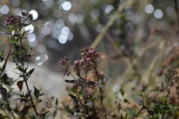 Image of Ageratina pentlandiana (DC.) R. King & H. Rob.