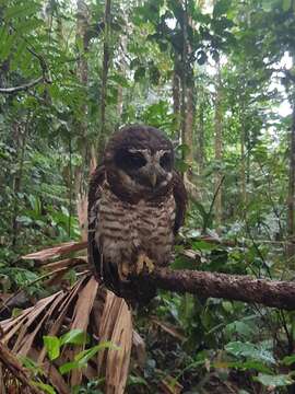 Image of Band-bellied Owl