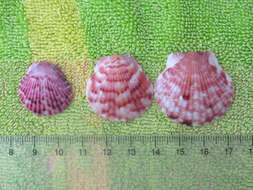 Image of Atlantic Calico scallop