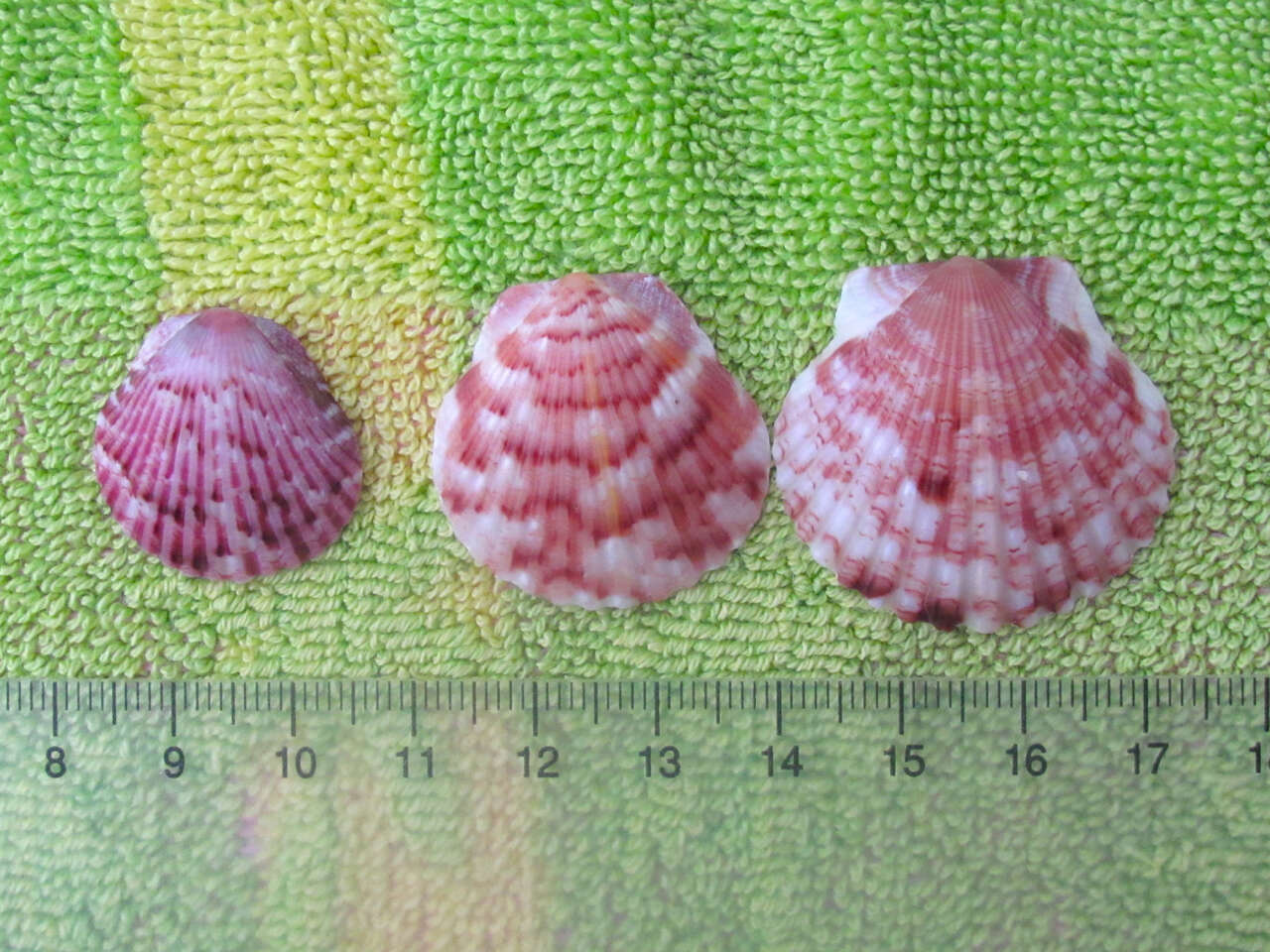 Image of Atlantic Calico scallop