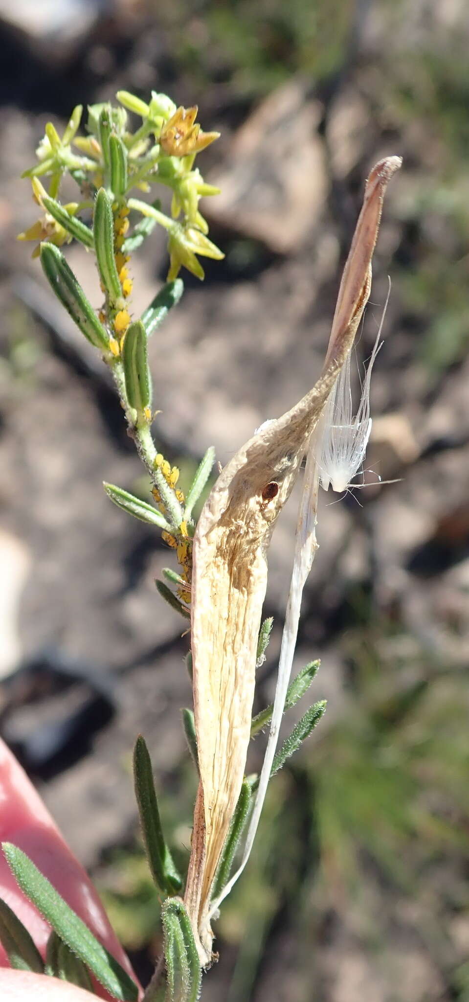 Image of Aspidoglossum heterophyllum E. Mey.