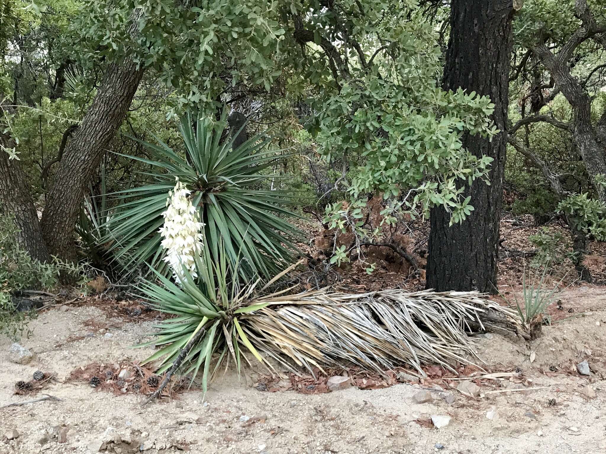 Image of Schott's yucca