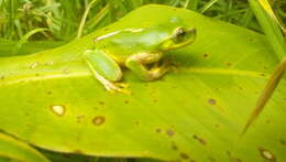 Image of Lesser Bromeliad Treefrog