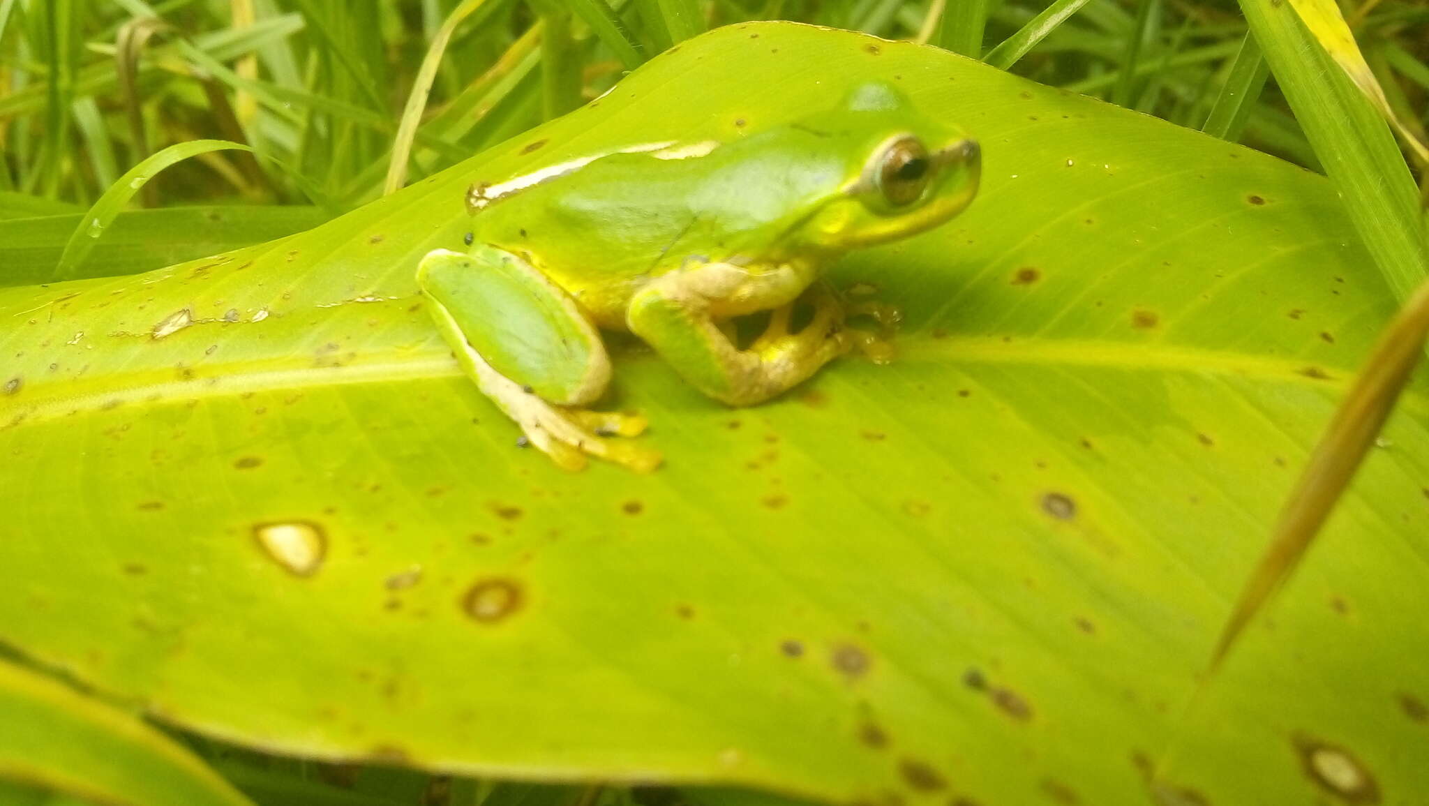 صورة Sarcohyla arborescandens (Taylor 1939)