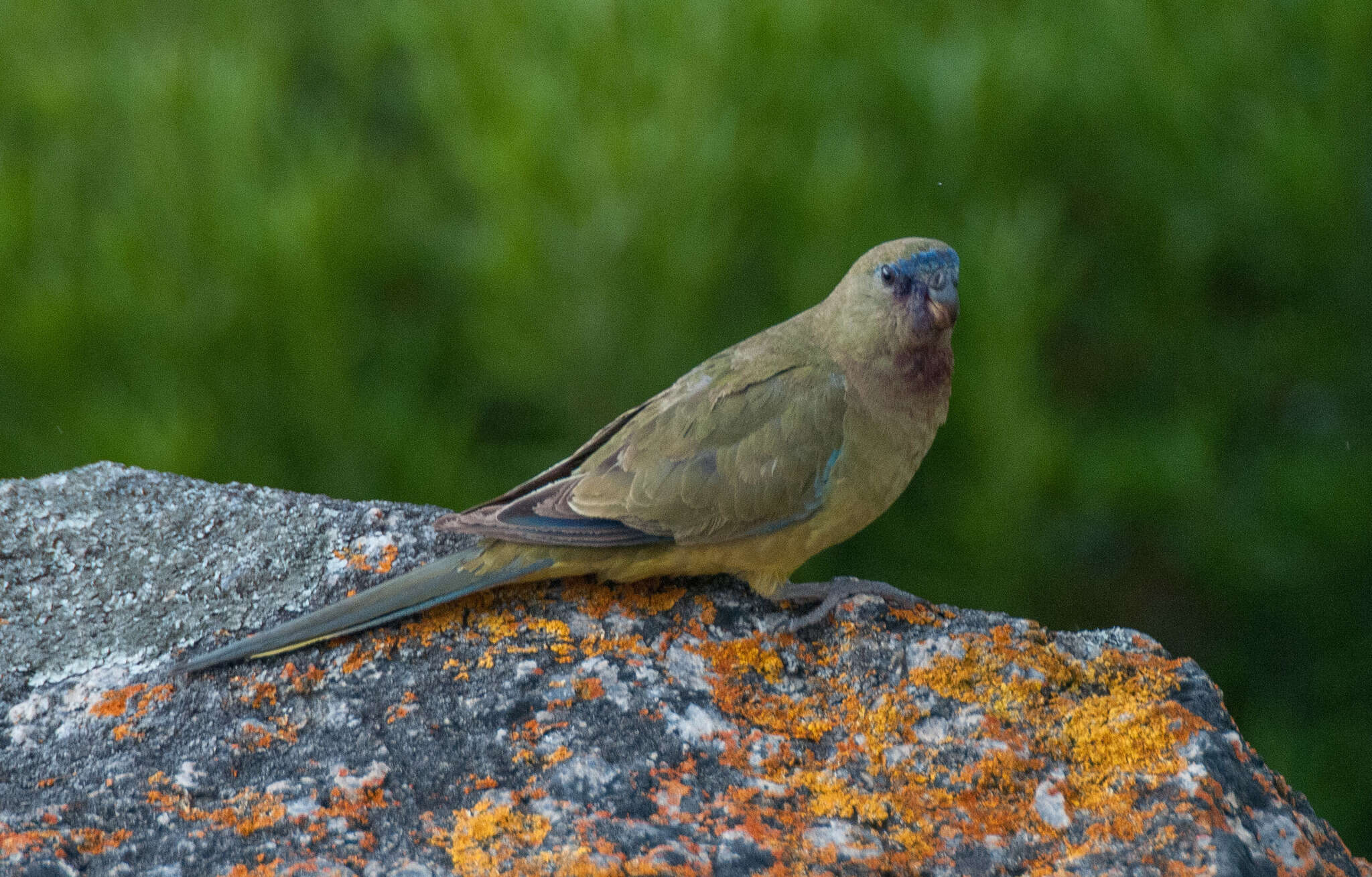 Image of Rock Parrot