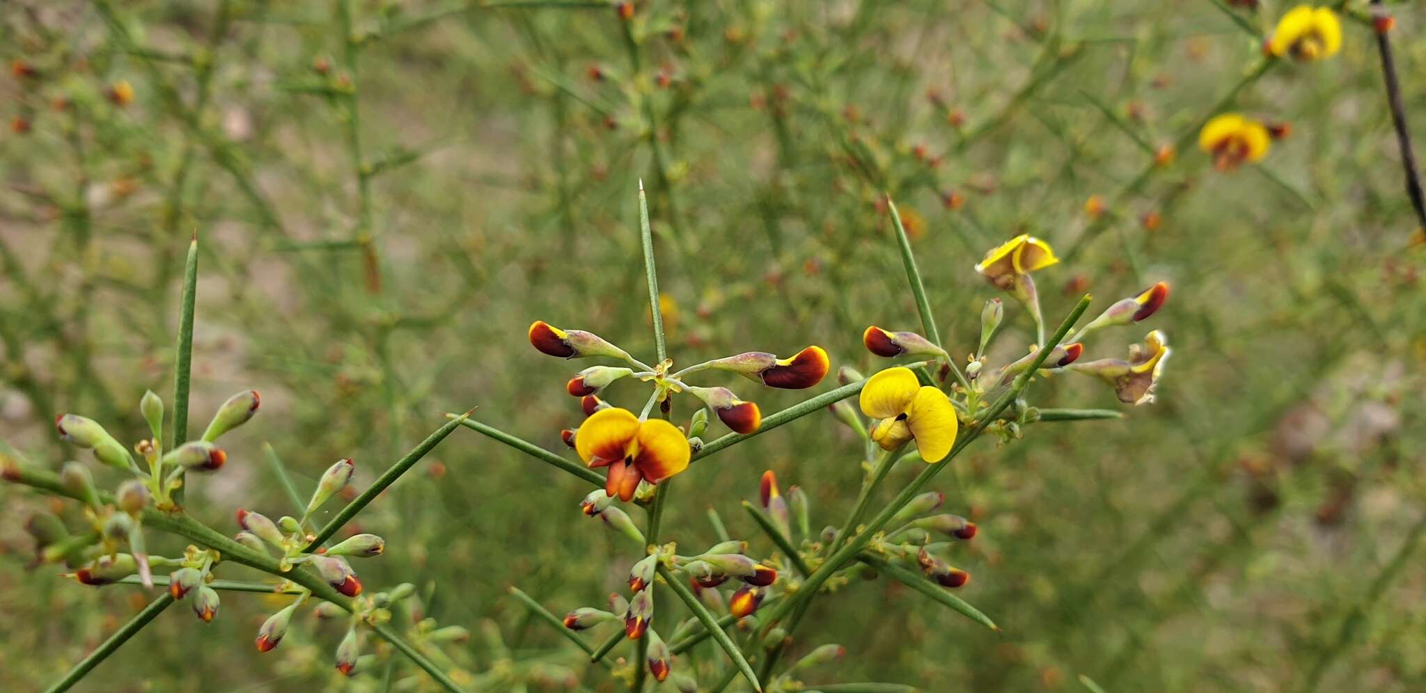 Image of Daviesia genistifolia Benth.