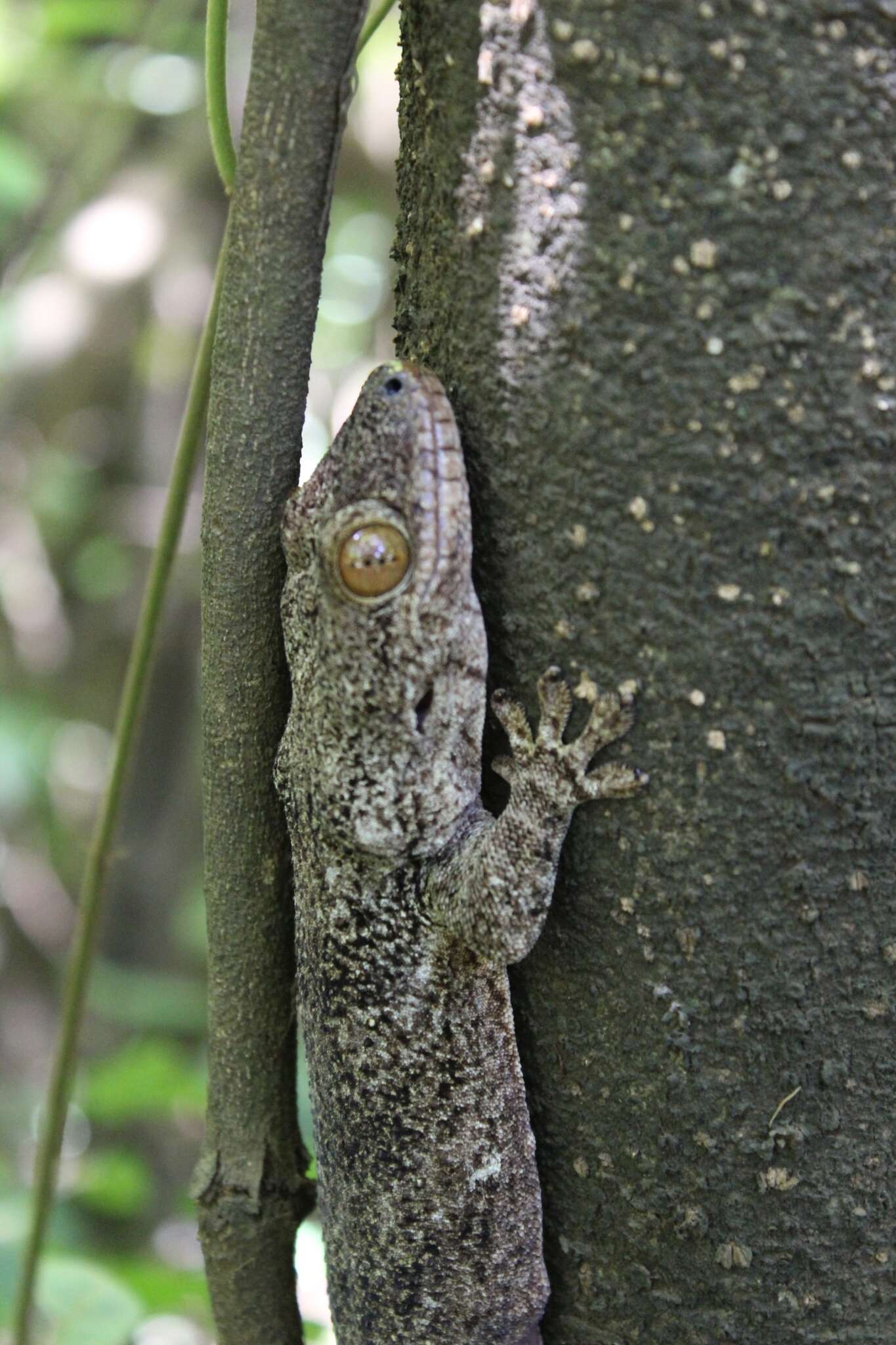 Image of Madagascar velvet gecko