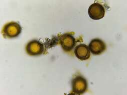 Image of acaulon moss