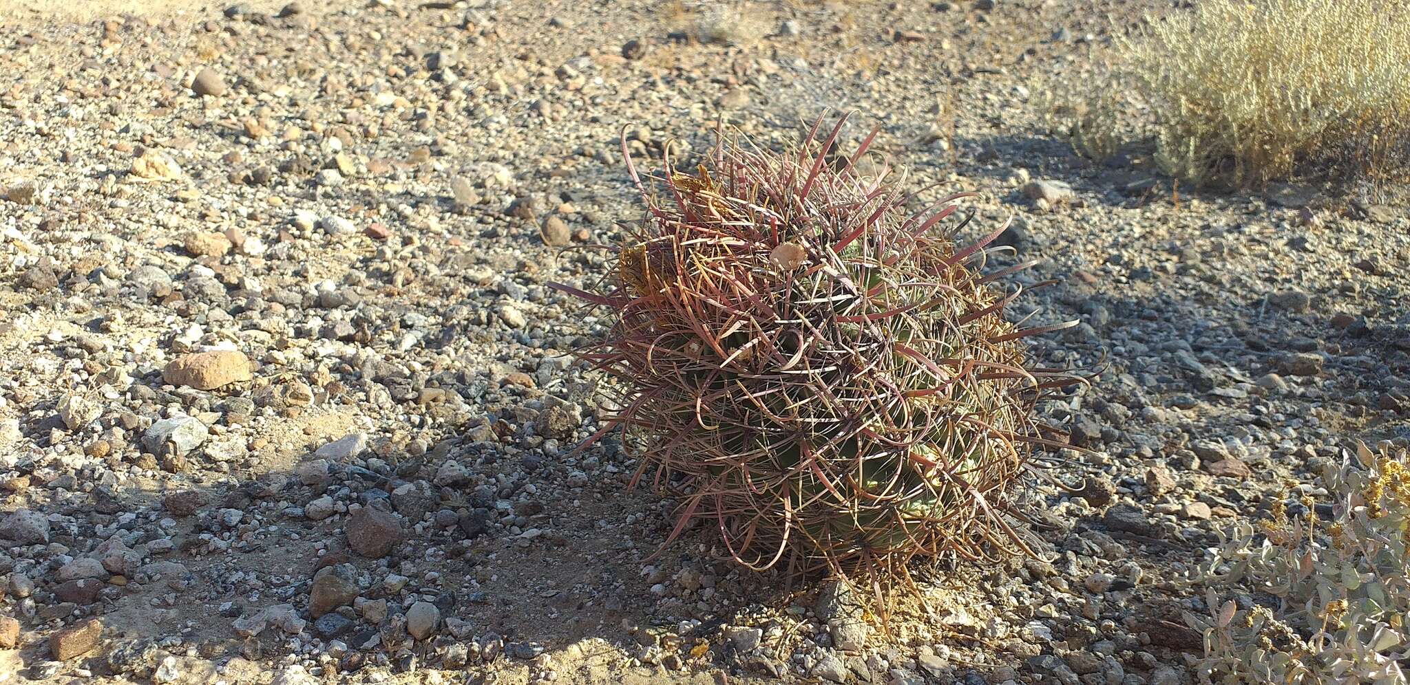 Ferocactus chrysacanthus subsp. grandiflorus (G. E. Linds.) N. P. Taylor resmi