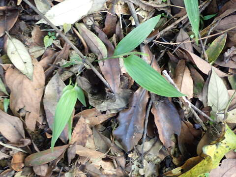 Image of bamboo-leaf