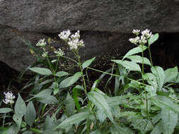 Image de Eupatorium japonicum Thunb.