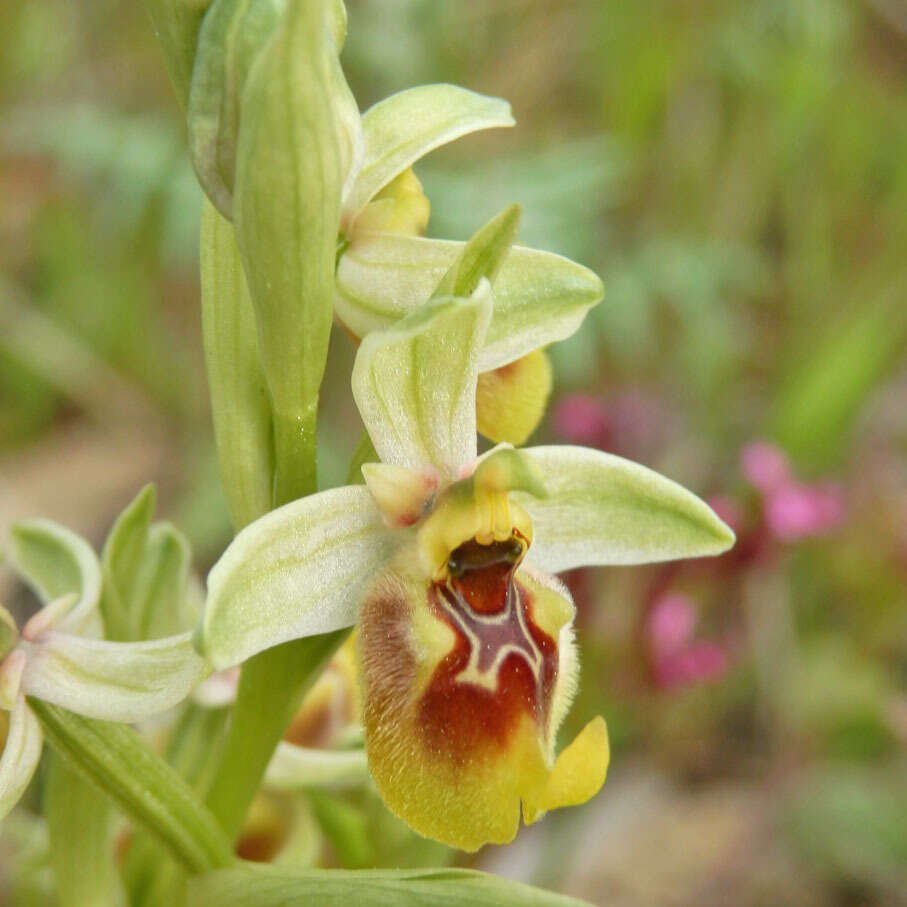 Image of Ophrys fuciflora subsp. biancae (Tod.) Faurh.