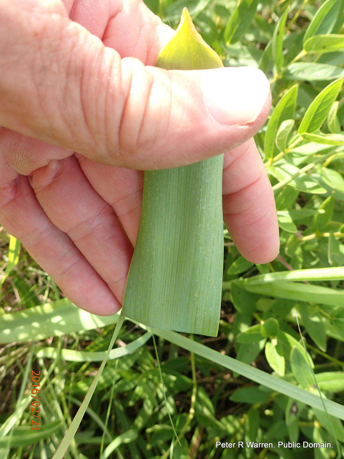 Image of Common berg lily