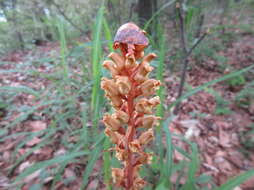 Image of Tall Gastrodia