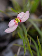 Image of Stylidium uniflorum subsp. uniflorum