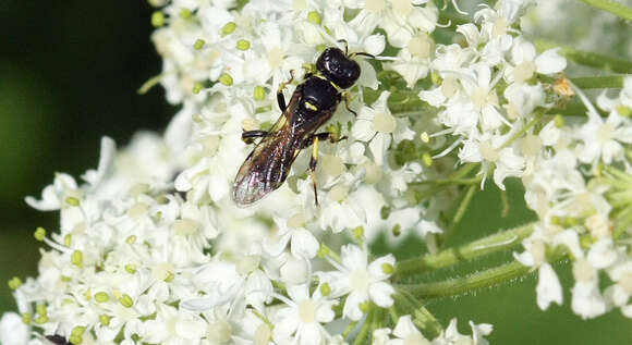 Image de Crossocerus maculipennis (F. Smith 1856)