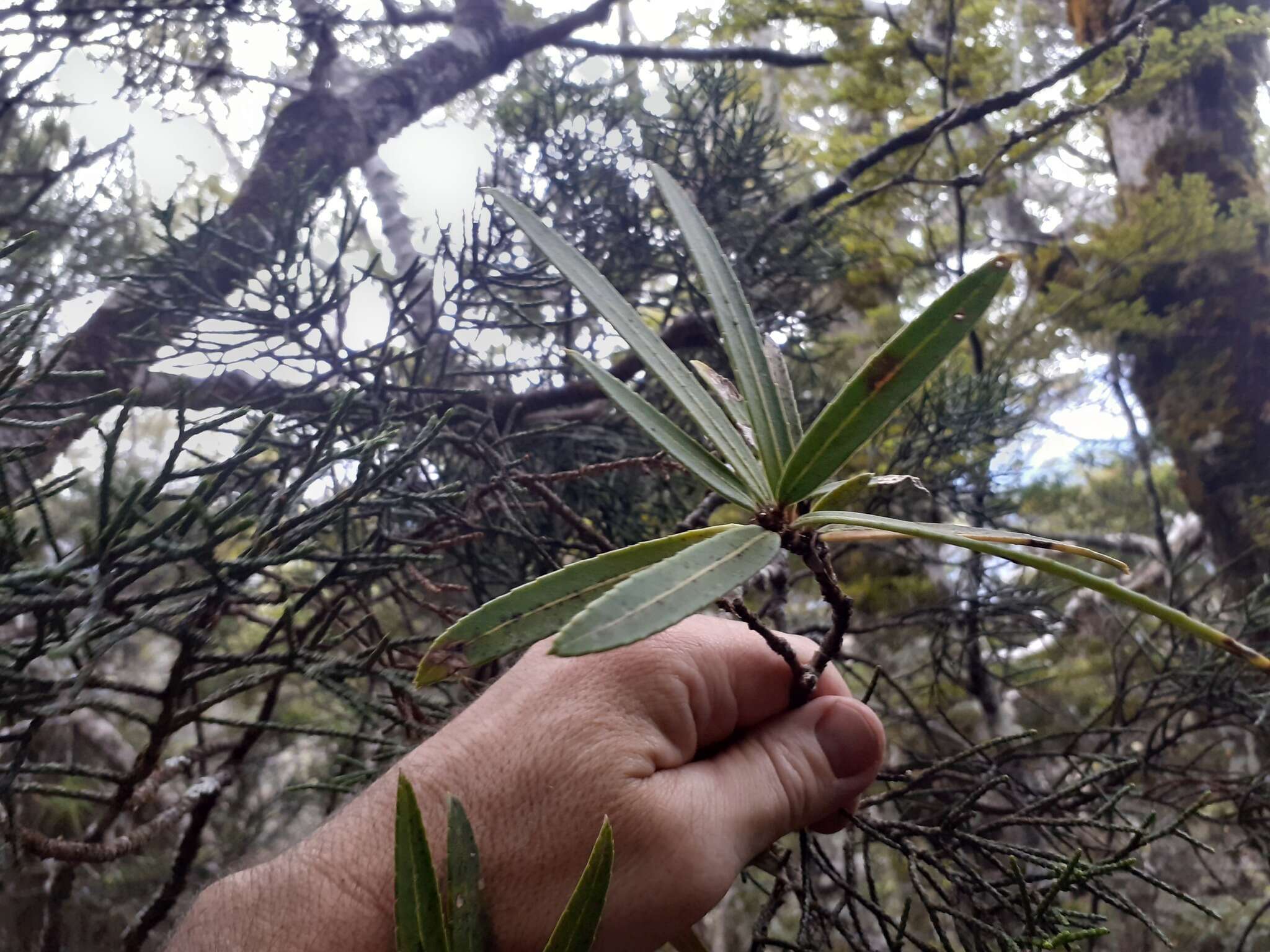 Image of Pseudopanax linearis (Hook. fil.) K. Koch